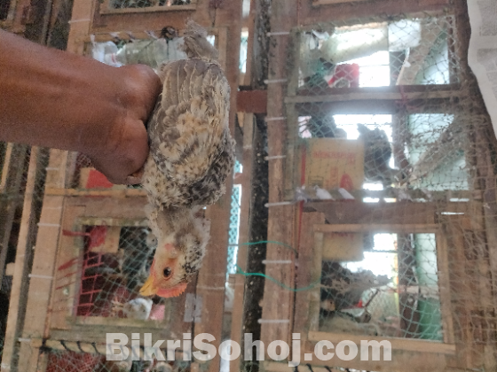 দেশি মুরগির বাচ্চা কেজি দরে বিক্রি করা হবে